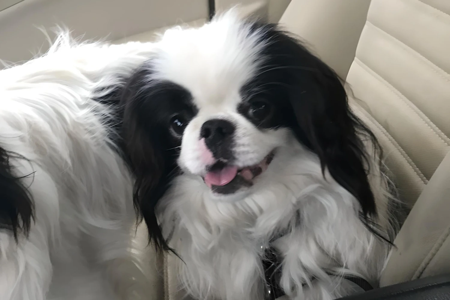 Ford Transit Dog Carrier Car Seat for Japanese Chin