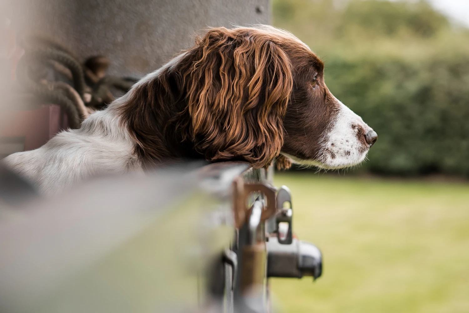 Ford Edge Dog Car Seat for Welsh Springer Spaniels