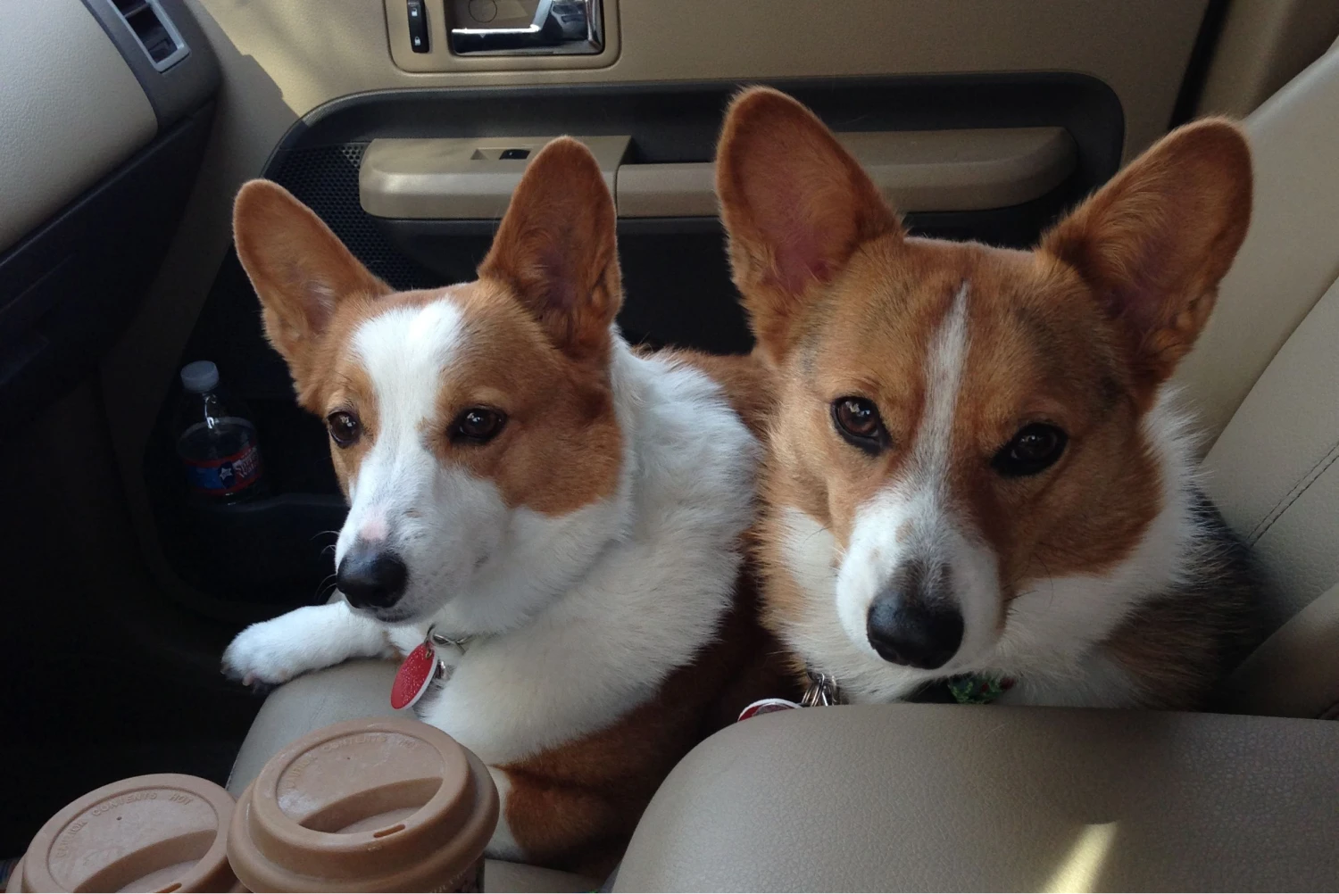 BMW X5 back seat cover for Cardigan Welsh Corgis